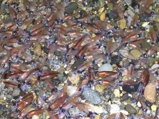 新月の夜、２人きりで真っ暗闇のなぎさへ　富山湾で輝くホタルイカに会いたい！