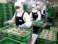 年越しそば生産大忙し、５０万食出荷へ　魚津・石川製麺