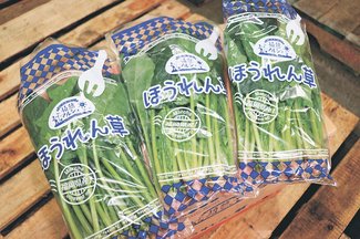 ＜旬を召し上がれ＞ホウレン草<br />寒い冬にぴったり