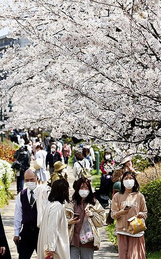 【復刻掲載】桜の開花日、満開日はどう決まる？