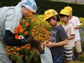 県庁前花時計植え替え　掘り出したマリーゴールド、富山・芝園小児童へ