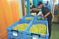 富山ブラック枝豆 食卓へ　射水市特産、５日から販売