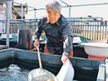 丹精込めた金魚、ランチュウ全国品評会３連覇　砺波の村上さん、飼育３５年次にも意欲