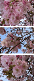 八重桜