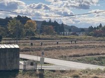 上市で初 クマ緊急銃猟許可　柿の木で目撃、姿消し発砲なし