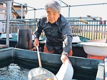 丹精込めた金魚３連覇　砺波の村上さん、飼育３５年　次にも意欲　ランチュウ全国品評会