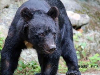 「射殺反対だったが…」クマの相次ぐ出没に危機感　アンケートに切実な声