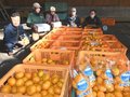灘浦みかん、甘み強く豊作　氷見・共同出荷始まる