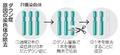 ダウン症原因の染色体除去に成功