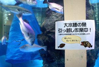大水槽からの「引っ越し大作戦」に悪戦苦闘 魚津水族館、捕獲の裏側と最後の別れを追った