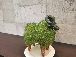 （36）緑のヤギさん育ててみた！夏の癒やしに【やちやちが行く！！】