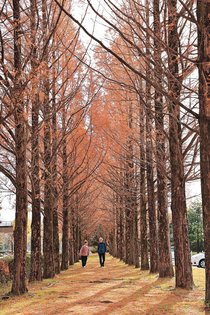 冬への道、進む落葉　県総合運動公園