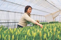 チューリップ切り花苦境、円安で輸入球根高騰　県内農家が節約や情報発信に注力