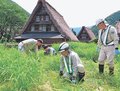 菅沼合掌家屋守ろう　南砺で中日本高速社員らカヤ場下草刈りに汗