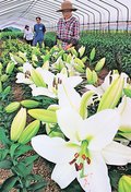 ユリ咲き誇る　魚津の長引野見本園が開園、切り花など販売