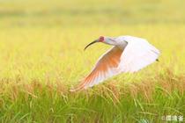 トキの絶滅危険度を引き下げ