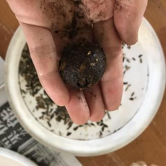 (12)花が咲く「お団子」作り!子どもと、泥んこ遊び感覚で【富山でつくる!ポタジェガーデン】