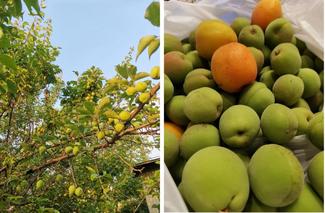 （30）ことしは映え！梅シロップ【やちやちが行く！！】