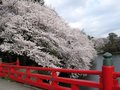 高岡桜まつり