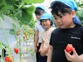 摘みたてイチゴ「甘くておいしい」　入善の年長児が収穫体験