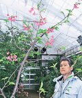春の訪れ感じる早咲き桜が見頃　富山県中央植物園