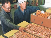 特産串柿、上々の出来　氷見・久目、５日から出荷