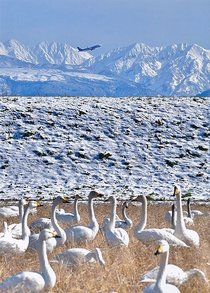 読者写真コンクール<br />２月の入選作・最終選考進出作（２０２６年）