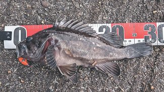 釣果はいけん<br />クロソイ体長２９センチ　村田惇貴さん（２２）小矢部市綾子