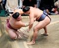 豊昇龍は１０勝目、大栄翔４敗に