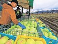 雪にうずもれ引き立つ甘み　高岡の中山農産、キャベツ収穫