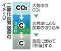 【独自】海藻でＣＯ２吸収、深海に貯留