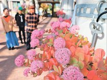 ピンク愛らしく並ぶ　県中央植物園