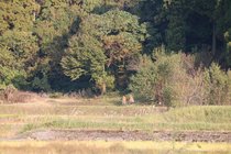 立山町で緊急銃猟許可　駆除・発砲せず　総合公園付近でクマ目撃情報
