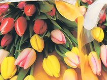 一足早く春お届け　砺波、チューリップ出荷