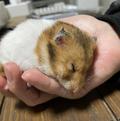 我が家の新入りちゃん🐹