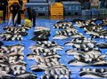 ひみ寒ぶり４万本超え、１３年度と並び最速　氷見魚市場（１２月２１日）