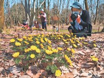 陽光に輝く　県中央植物園、フクジュソウ見頃