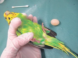 獣医のカルテ９５<br />雌鳥の卵詰まり／吉田動物病院（射水市小島）井出いづみ