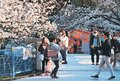 桜の名所にぎわい再び　復旧進む富山・松川べり、夜間照明・露店 風情戻る