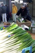 深い甘み鍋にぴったり　入善・朝日「やわらか雪しろねぎ」出荷