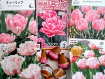 今から春の準備🌷親子でチューリップを植えよう【コノコトPICK UP】