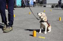 ヒアリ探知する犬育成へ