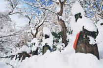 富山の五百羅漢、まるで雪の「白頭巾」　
