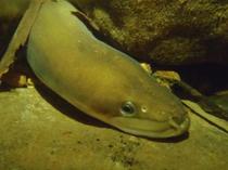 ２４日からウナギ国際規制議論へ