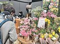 砺波市、首都圏・関西圏でチューリップフェアをアピール　切り花輸送、花店とタイアップ