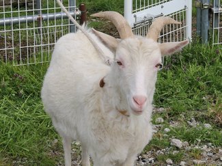 ヤギ人気とメェ～られない！！　県内に３７０頭、過去１５年で最多　