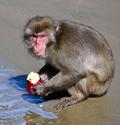 イモを海水で洗って食べるサル