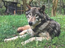 ファミリーパークで「動物選挙」