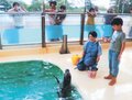 アザラシと夢の触れ合い　魚津水族館で長野の家族が願い実現