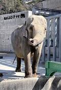 愛知で高齢アジアゾウ死ぬ